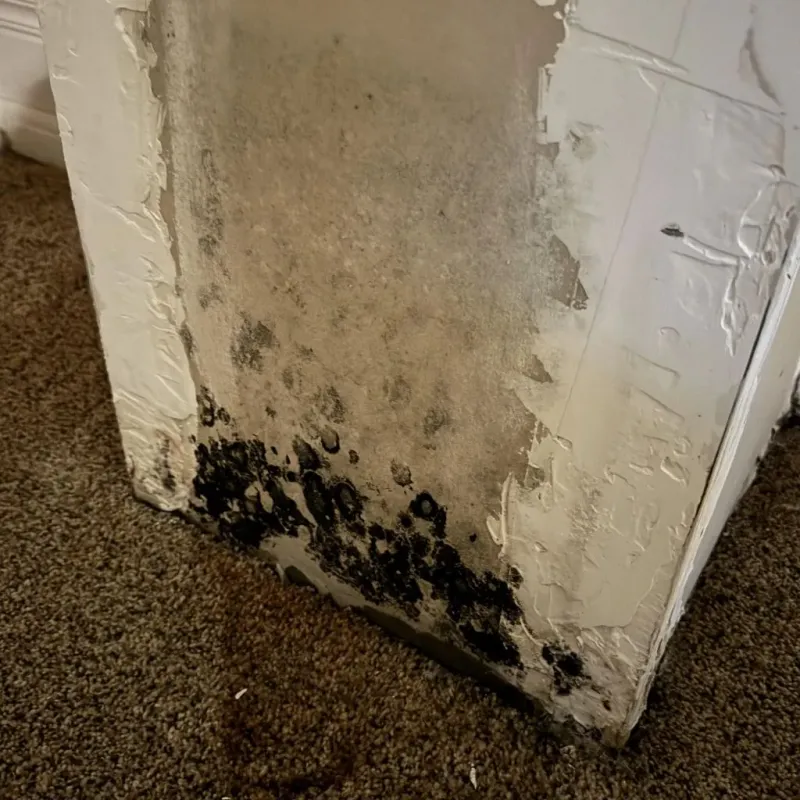 Professional Mold Removal in Citrus Ridge, FL